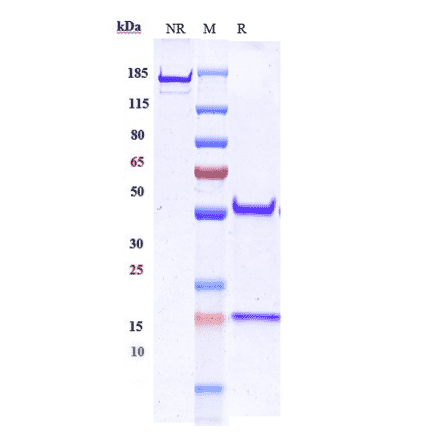 SDS-PAGE - Anti-CA19-9 Antibody [MVT-5873] - Low endotoxin, Azide free (A323912) - Antibodies.com