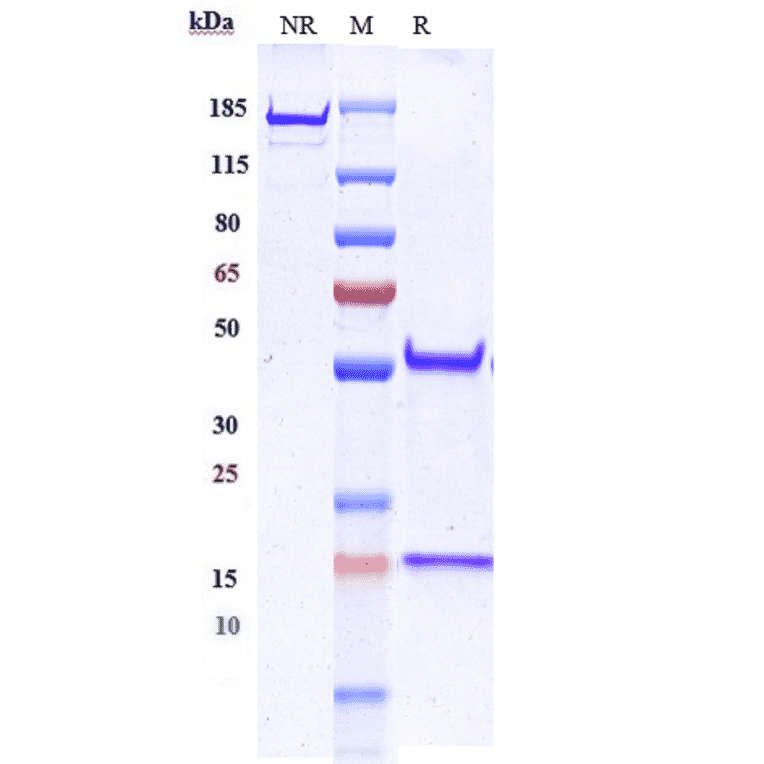 SDS-PAGE - Anti-CA19-9 Antibody [MVT-5873] - Low endotoxin, Azide free (A323912) - Antibodies.com