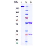 SDS-PAGE - Anti-Cannabinoid Receptor I Antibody [GFB-024] - Low endotoxin, Azide free (A323913) - Antibodies.com