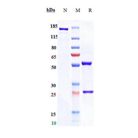 SDS-PAGE - Anti-Caprin-1 Antibody [Research Grade Biosimilar] - Low endotoxin, Azide free (A323914) - Antibodies.com