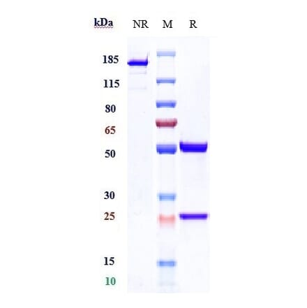 SDS-PAGE - Anti-Cathepsin S Antibody [Research Grade Biosimilar] - Low endotoxin, Azide free (A323915) - Antibodies.com