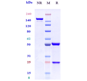 SDS-PAGE - Anti-CCR7 Antibody [R707] - Low endotoxin, Azide free (A323916) - Antibodies.com