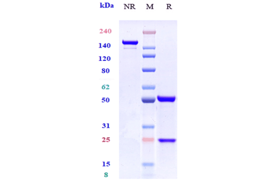 SDS-PAGE - Anti-CCR7 Antibody [R707] - Low endotoxin, Azide free (A323916) - Antibodies.com