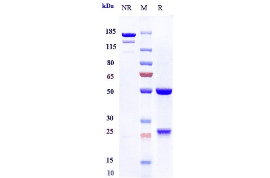 SDS-PAGE - Anti-CD127 Antibody [PF-06342674] - Low endotoxin, Azide free (A323917) - Antibodies.com