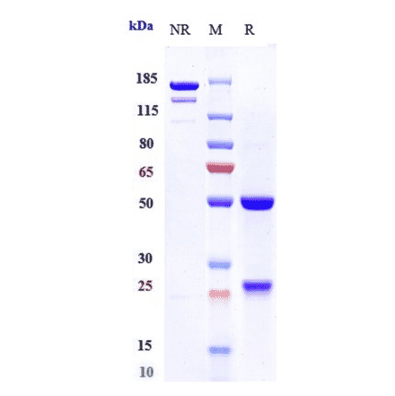 SDS-PAGE - Anti-CD127 Antibody [PF-06342674] - Low endotoxin, Azide free (A323917) - Antibodies.com