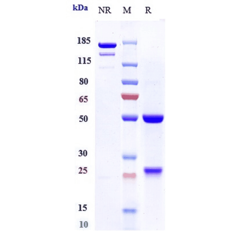 SDS-PAGE - Anti-CD127 Antibody [PF-06342674] - Low endotoxin, Azide free (A323917) - Antibodies.com