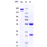 SDS-PAGE - Anti-CD127 Antibody [PF-06342674] - Low endotoxin, Azide free (A323917) - Antibodies.com