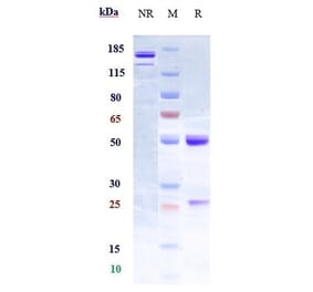 SDS-PAGE - Anti-CD133 Antibody [Research Grade Biosimilar] - Low endotoxin, Azide free (A323918) - Antibodies.com