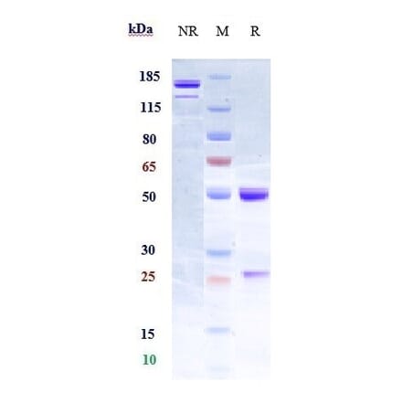 SDS-PAGE - Anti-CD133 Antibody [Research Grade Biosimilar] - Low endotoxin, Azide free (A323918) - Antibodies.com