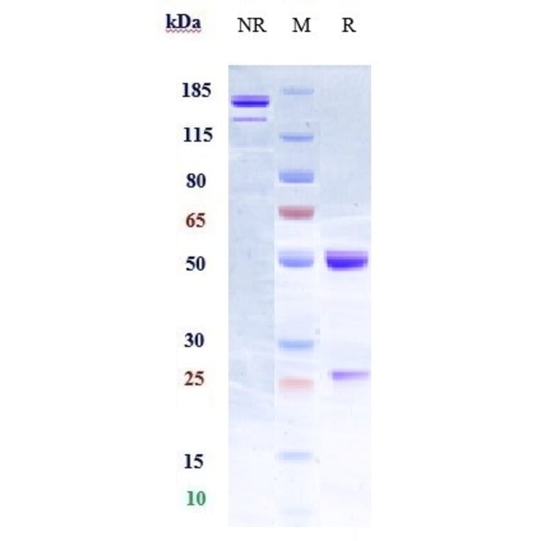 SDS-PAGE - Anti-CD133 Antibody [Research Grade Biosimilar] - Low endotoxin, Azide free (A323918) - Antibodies.com