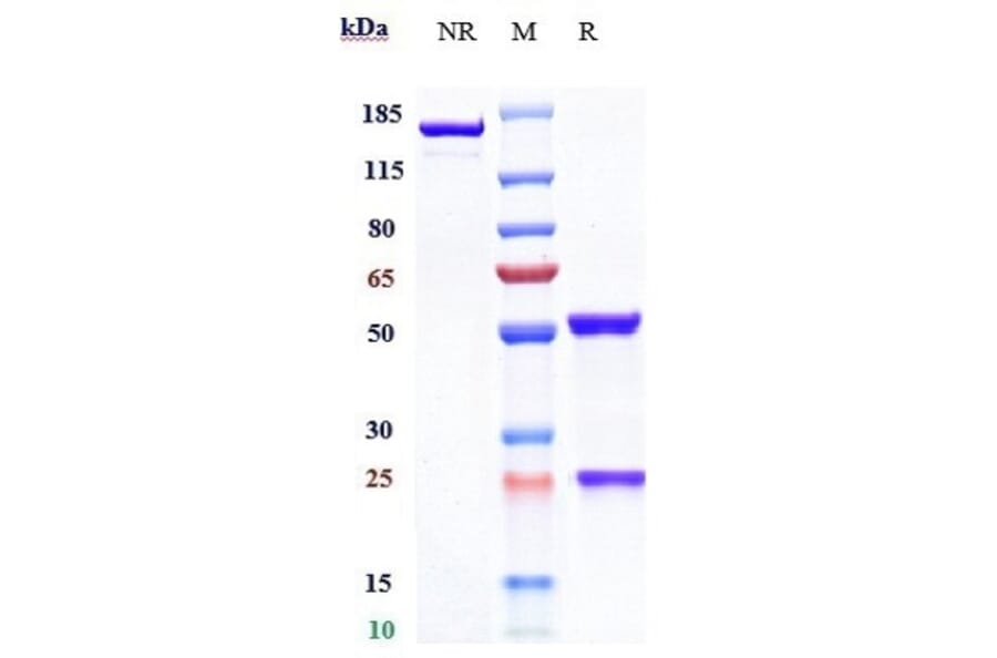 SDS-PAGE - Anti-CD147 Antibody [Research Grade Biosimilar] - Low endotoxin, Azide free (A323921) - Antibodies.com
