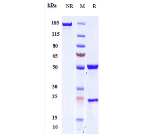 SDS-PAGE - Anti-CD163 Antibody [OR2805] - Low endotoxin, Azide free (A323923) - Antibodies.com