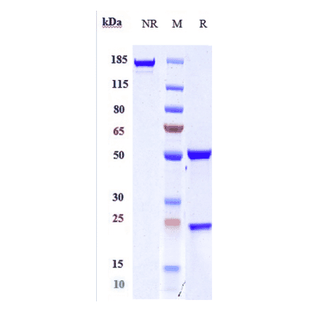 SDS-PAGE - Anti-CD163 Antibody [OR2805] - Low endotoxin, Azide free (A323923) - Antibodies.com