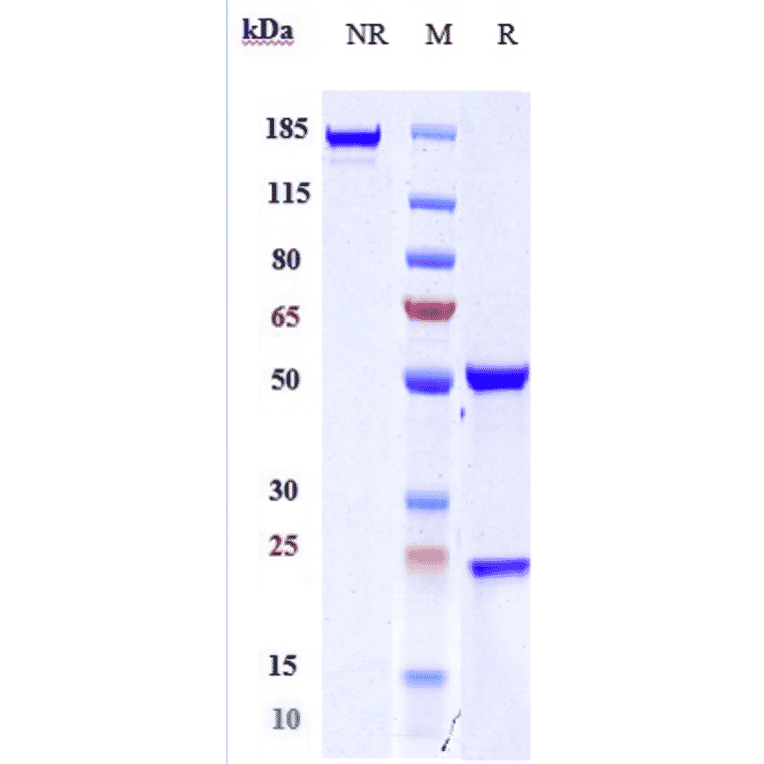 SDS-PAGE - Anti-CD163 Antibody [OR2805] - Low endotoxin, Azide free (A323923) - Antibodies.com
