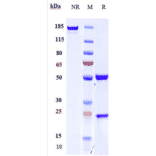 SDS-PAGE - Anti-CD163 Antibody [OR2805] - Low endotoxin, Azide free (A323923) - Antibodies.com