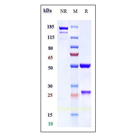 SDS-PAGE - Anti-CD166 Antibody [AT002] - Low endotoxin, Azide free (A323924) - Antibodies.com