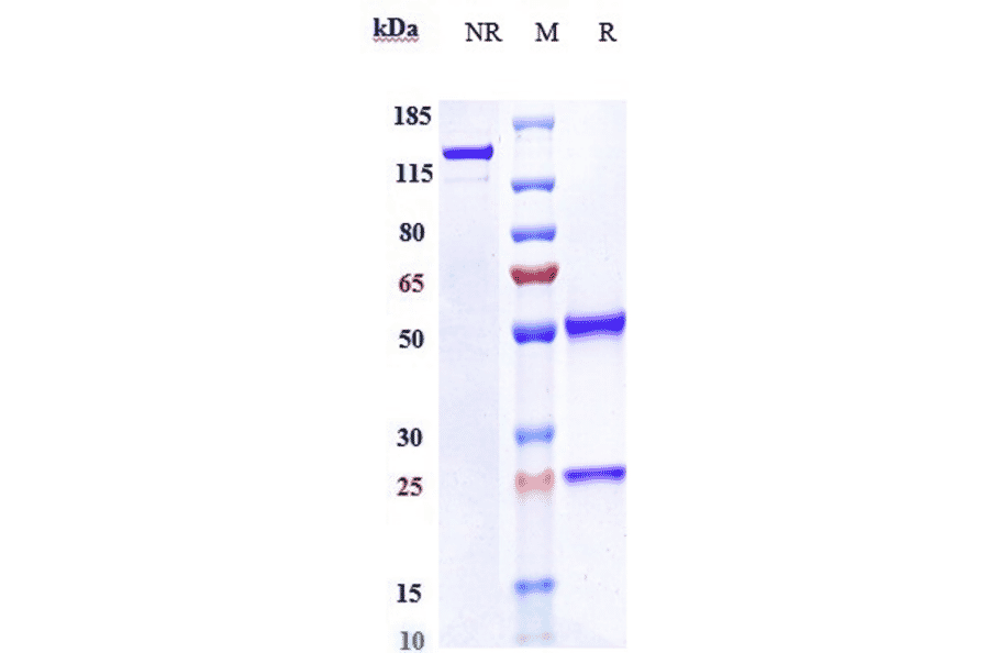 SDS-PAGE - Anti-CD167a/DDR1 Antibody [Research Grade Biosimilar] - Low endotoxin, Azide free (A323925) - Antibodies.com
