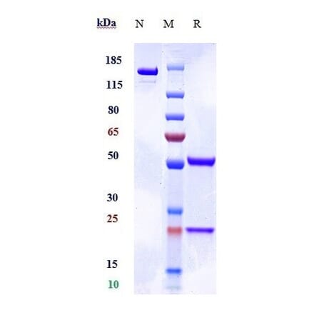 SDS-PAGE - Anti-CD172 gamma Antibody [KWAR23] - Low endotoxin, Azide free (A323926) - Antibodies.com