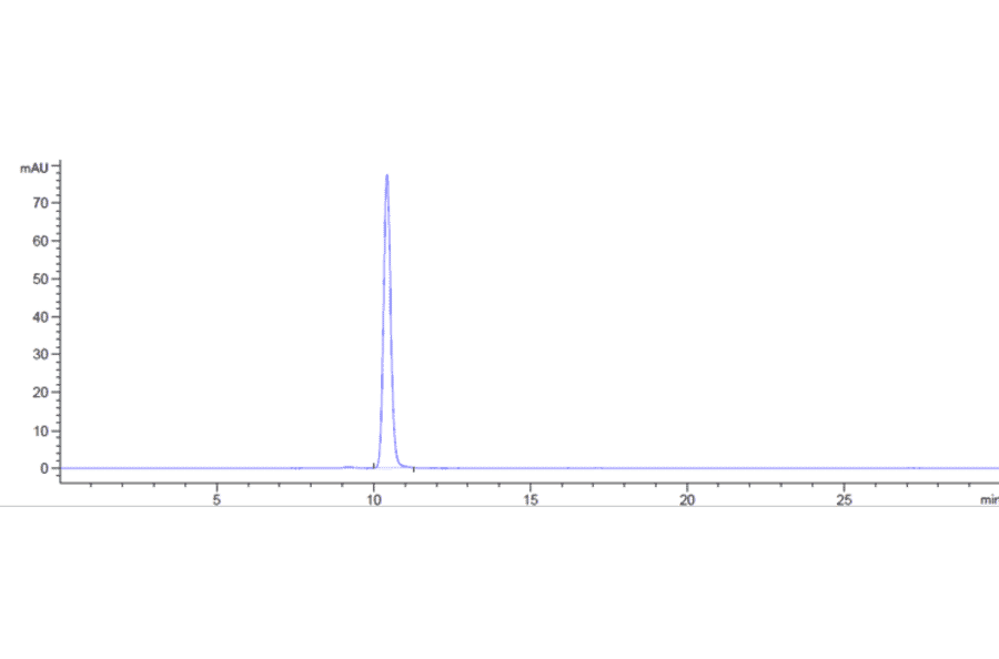 SEC-HPLC - Anti-CD172 gamma Antibody [KWAR23] - Low endotoxin, Azide free (A323926) - Antibodies.com