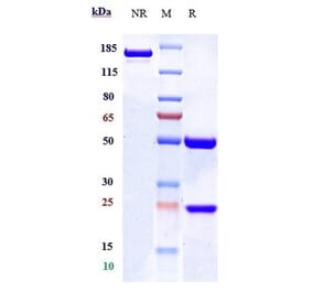 SDS-PAGE - Anti-CD19 Antibody [Research Grade Biosimilar] - Low endotoxin, Azide free (A323927) - Antibodies.com