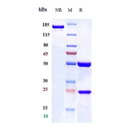 SDS-PAGE - Anti-CD19 Antibody [Research Grade Biosimilar] - Low endotoxin, Azide free (A323927) - Antibodies.com