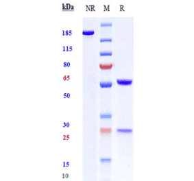 SDS-PAGE - Anti-CD19 Antibody [Research Grade Biosimilar] - Low endotoxin, Azide free (A323928) - Antibodies.com