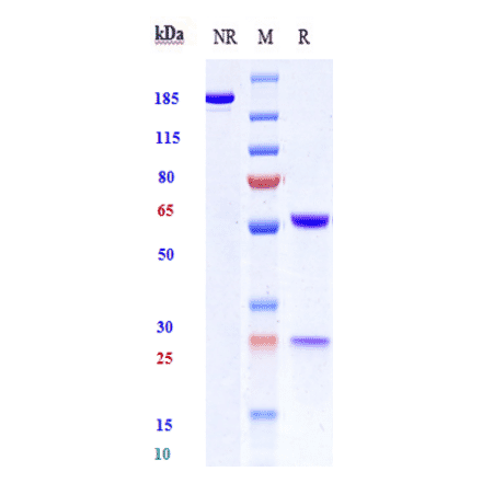 SDS-PAGE - Anti-CD19 Antibody [Research Grade Biosimilar] - Low endotoxin, Azide free (A323928) - Antibodies.com