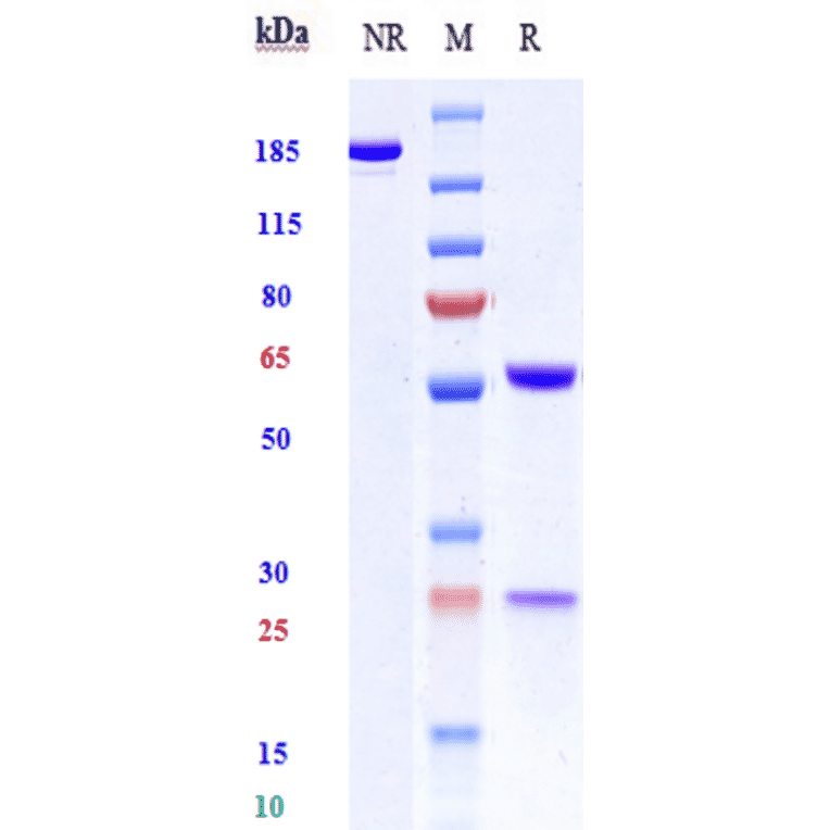 SDS-PAGE - Anti-CD19 Antibody [Research Grade Biosimilar] - Low endotoxin, Azide free (A323928) - Antibodies.com