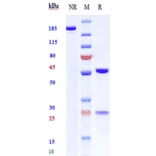 SDS-PAGE - Anti-CD19 Antibody [Research Grade Biosimilar] - Low endotoxin, Azide free (A323928) - Antibodies.com