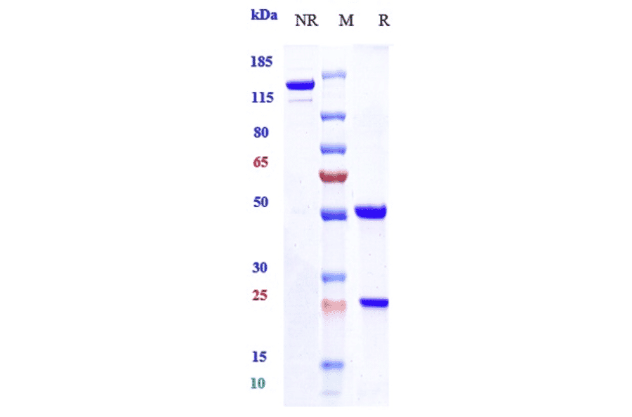 SDS-PAGE - Anti-CD20 Antibody [Research Grade Biosimilar] - Low endotoxin, Azide free (A323929) - Antibodies.com