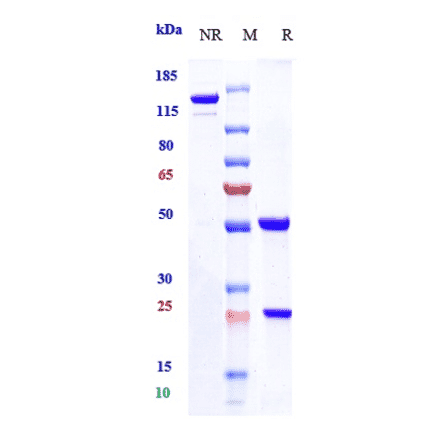 SDS-PAGE - Anti-CD20 Antibody [Research Grade Biosimilar] - Low endotoxin, Azide free (A323929) - Antibodies.com