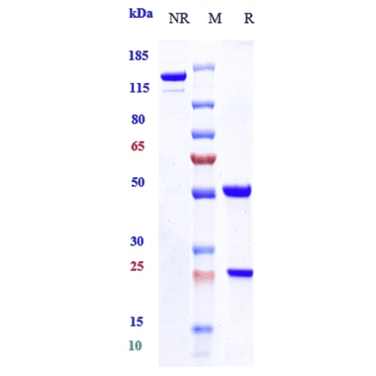 SDS-PAGE - Anti-CD20 Antibody [Research Grade Biosimilar] - Low endotoxin, Azide free (A323929) - Antibodies.com