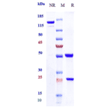 SDS-PAGE - Anti-CD20 Antibody [Research Grade Biosimilar] - Low endotoxin, Azide free (A323929) - Antibodies.com