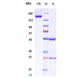 SDS-PAGE - Anti-CD20 Antibody [TRU-015] - Low endotoxin, Azide free (A323930) - Antibodies.com