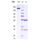 SDS-PAGE - Anti-CD20 Antibody [TRU-015] - Low endotoxin, Azide free (A323930) - Antibodies.com