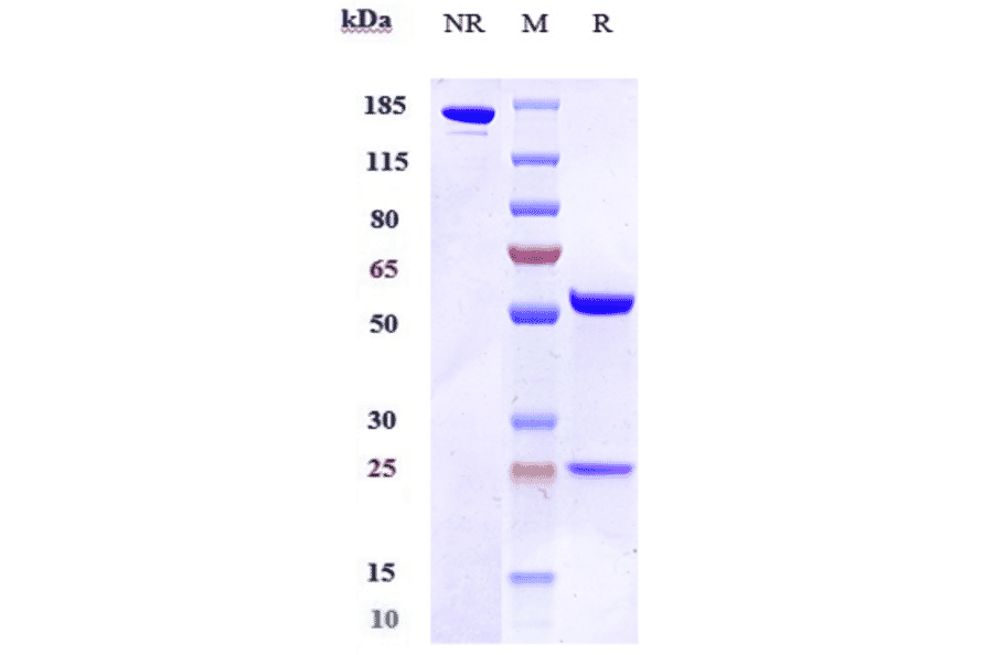SDS-PAGE - Anti-CD200R Antibody [Research Grade Biosimilar] - Low endotoxin, Azide free (A323931) - Antibodies.com