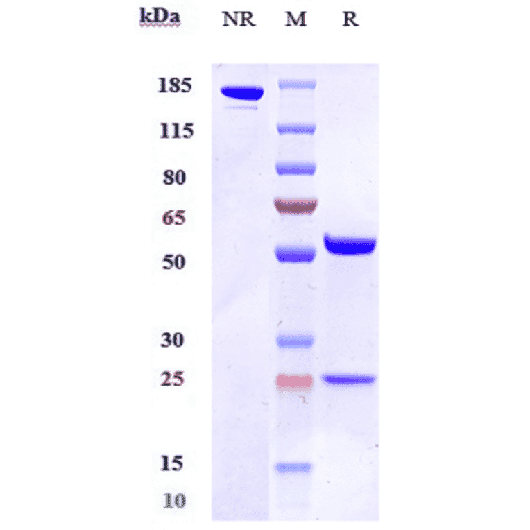 SDS-PAGE - Anti-CD200R Antibody [Research Grade Biosimilar] - Low endotoxin, Azide free (A323931) - Antibodies.com