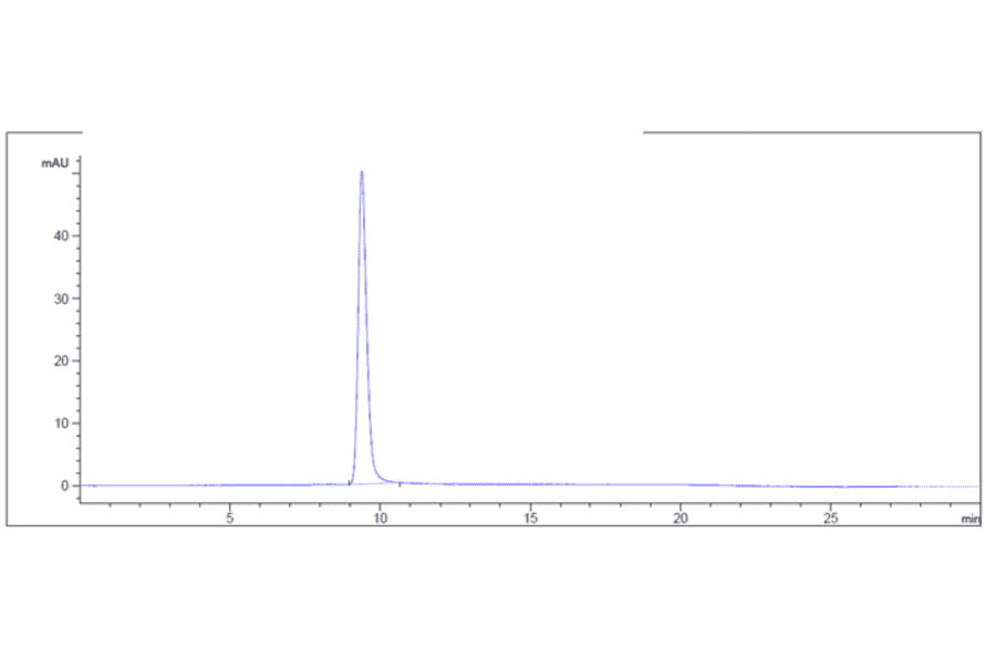 SEC-HPLC - Anti-CD22 Antibody [NCI m971] - Low endotoxin, Azide free (A323932) - Antibodies.com
