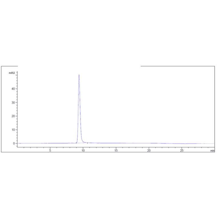 SEC-HPLC - Anti-CD22 Antibody [NCI m971] - Low endotoxin, Azide free (A323932) - Antibodies.com