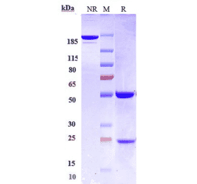 SDS-PAGE - Anti-CD22 Antibody [NCI m972] - Low endotoxin, Azide free (A323933) - Antibodies.com