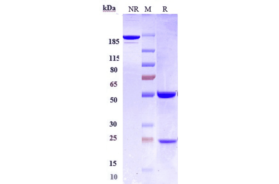 SDS-PAGE - Anti-CD22 Antibody [NCI m972] - Low endotoxin, Azide free (A323933) - Antibodies.com