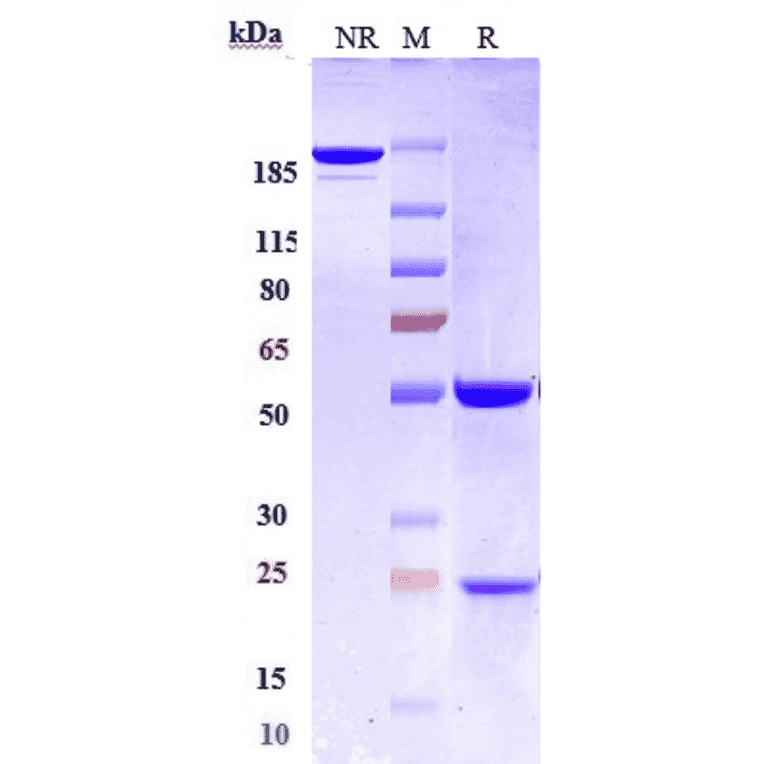 SDS-PAGE - Anti-CD22 Antibody [NCI m972] - Low endotoxin, Azide free (A323933) - Antibodies.com