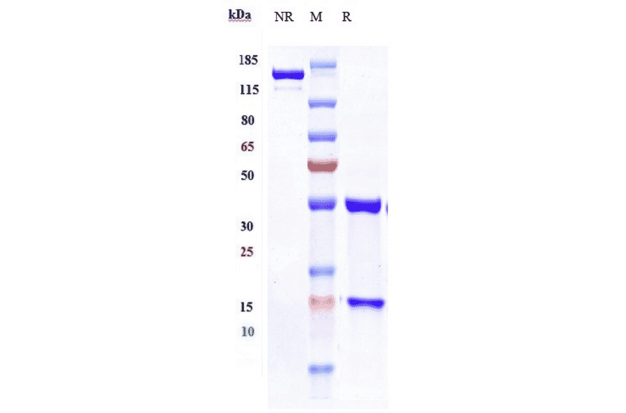SDS-PAGE - Anti-CD27 Antibody [Research Grade Biosimilar] - Low endotoxin, Azide free (A323934) - Antibodies.com