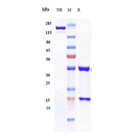 SDS-PAGE - Anti-CD27 Antibody [Research Grade Biosimilar] - Low endotoxin, Azide free (A323934) - Antibodies.com