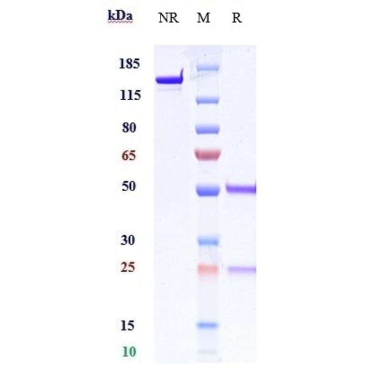 SDS-PAGE - Anti-CD276 Antibody [Research Grade Biosimilar] - Low endotoxin, Azide free (A323935) - Antibodies.com