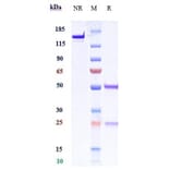 SDS-PAGE - Anti-CD276 Antibody [Research Grade Biosimilar] - Low endotoxin, Azide free (A323935) - Antibodies.com