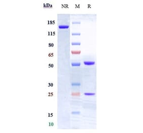 SDS-PAGE - Anti-CD28 Antibody [FR104] - Low endotoxin, Azide free (A323936) - Antibodies.com