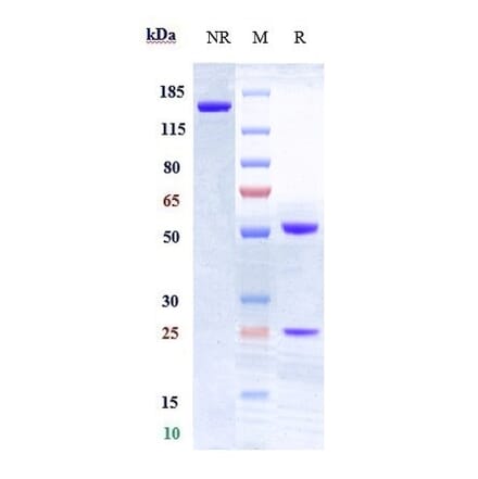 SDS-PAGE - Anti-CD28 Antibody [FR104] - Low endotoxin, Azide free (A323936) - Antibodies.com