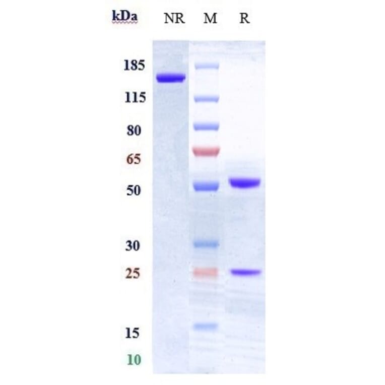 SDS-PAGE - Anti-CD28 Antibody [FR104] - Low endotoxin, Azide free (A323936) - Antibodies.com