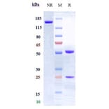 SDS-PAGE - Anti-CD28 Antibody [FR104] - Low endotoxin, Azide free (A323936) - Antibodies.com
